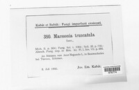 Marssonina truncatula image